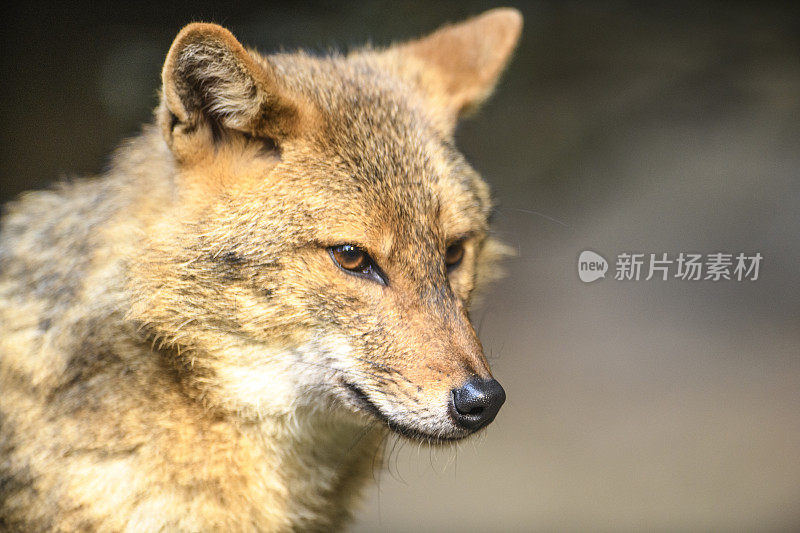 金豺(Canis aureus)特写肖像